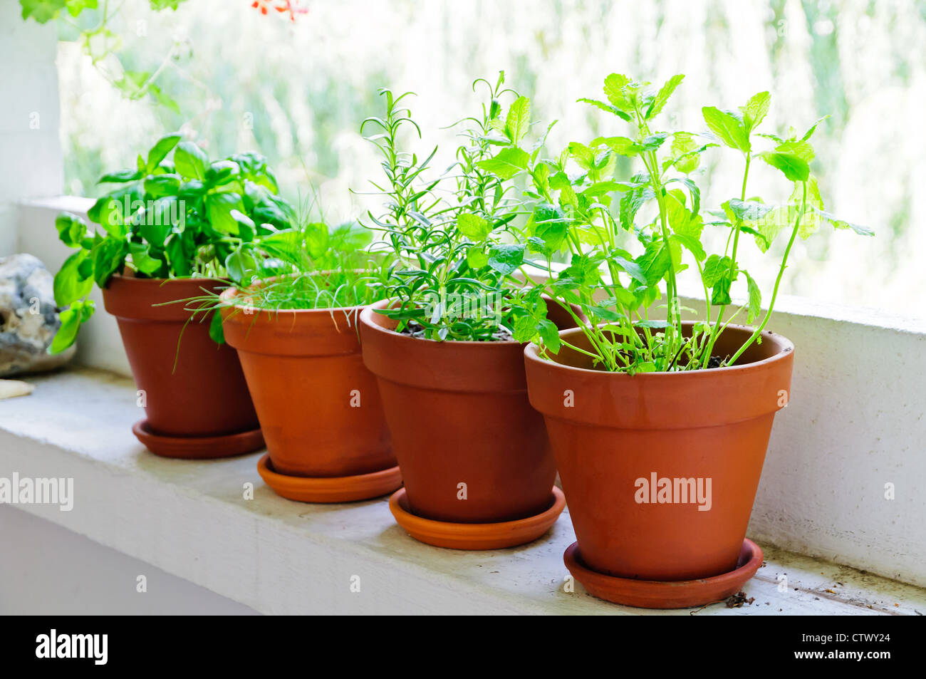 Pots à herbes vert frais sur balcon Banque D'Images