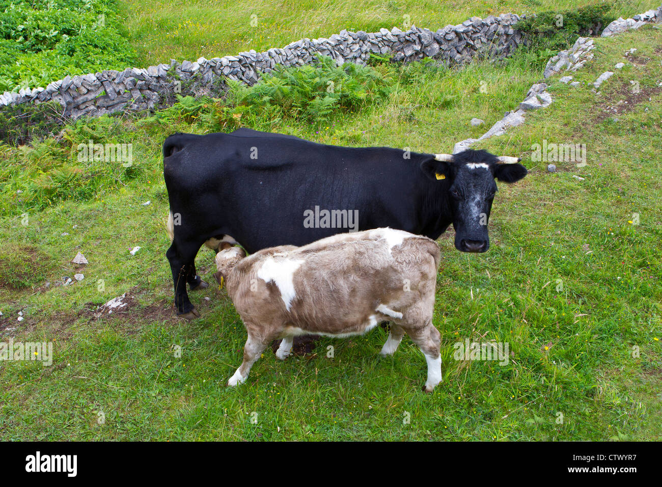 veau de lait Banque D'Images