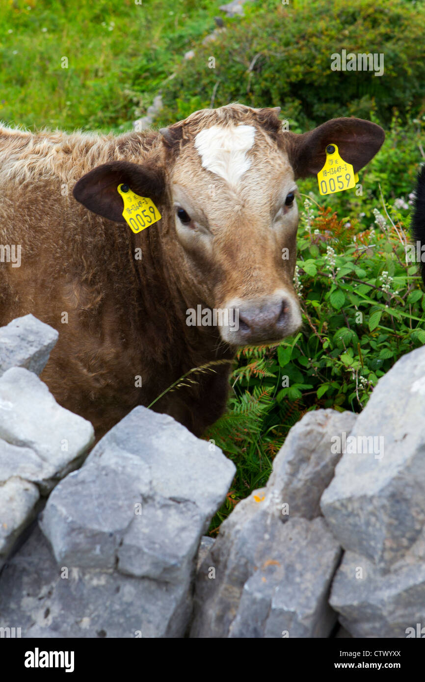 vache de mur en pierre Banque D'Images