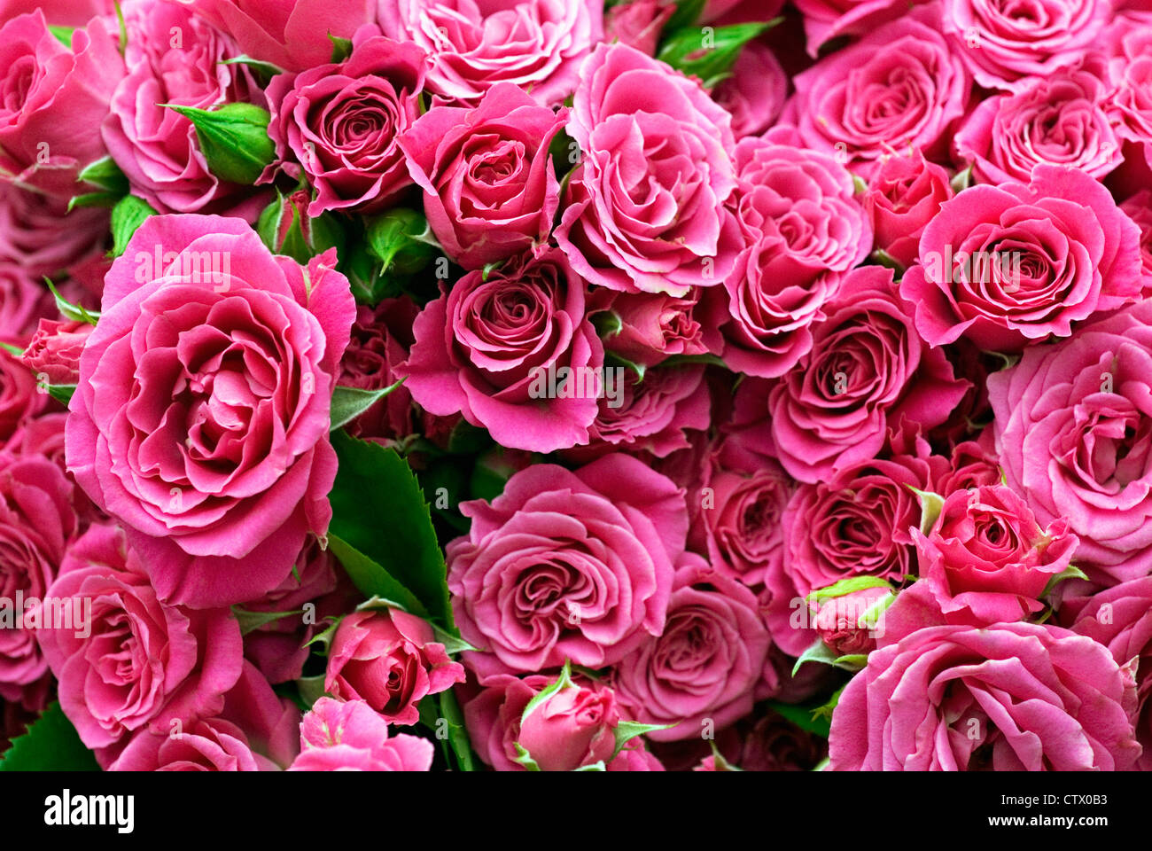 Un bouquet de roses thé rose Banque D'Images