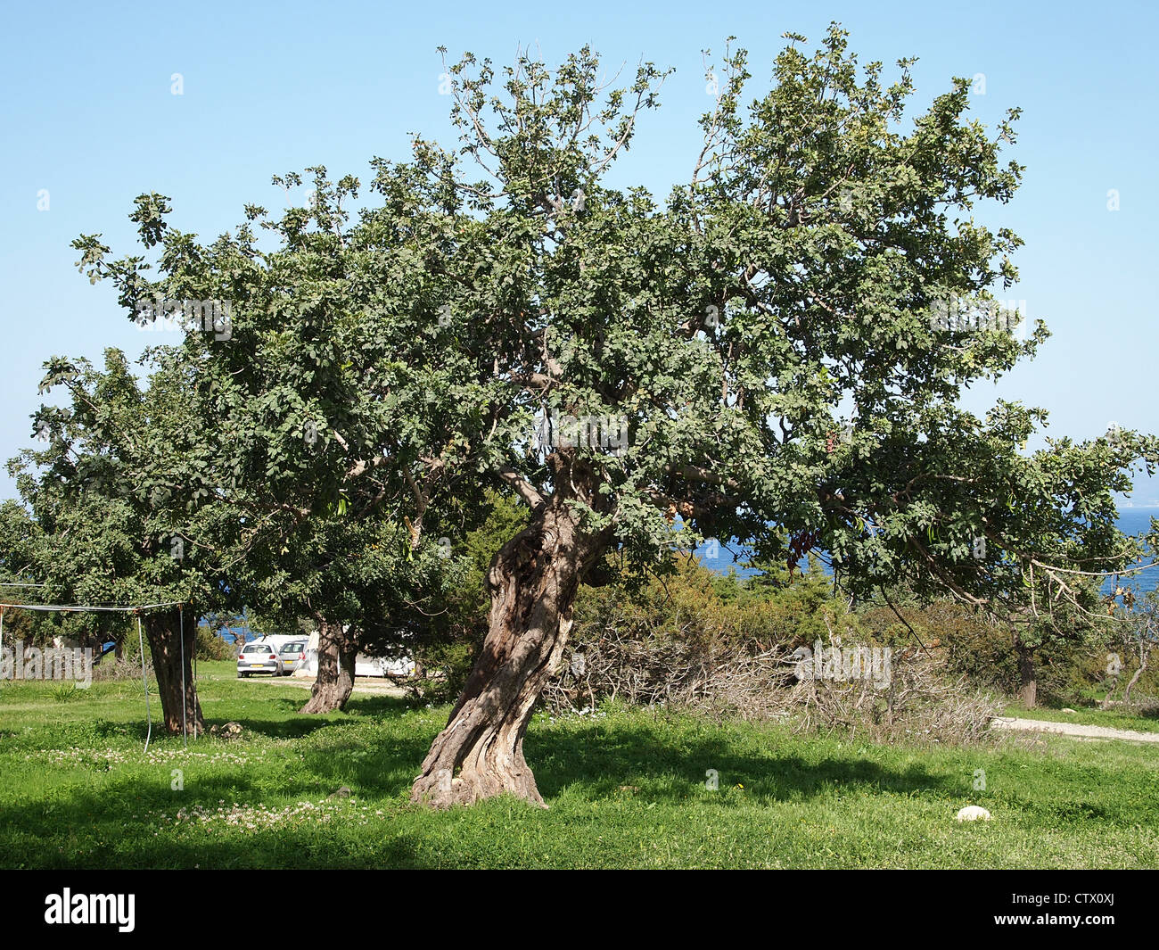 Un vieil olivier Banque D'Images
