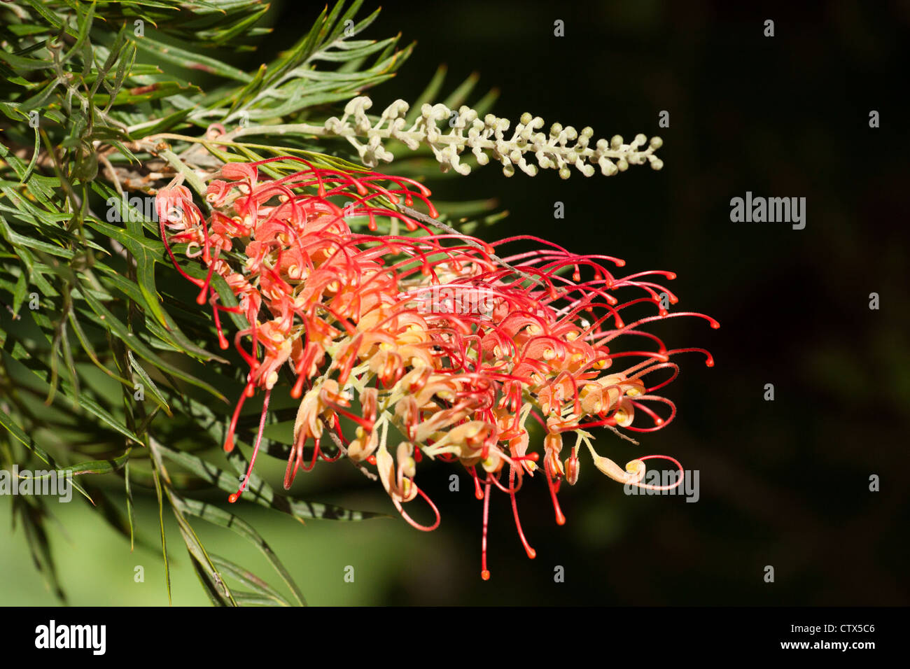 De couleur rouge et jaune à fleurs et bourgeons d'un cultivar de Grevillea australiennes indigènes 'Superb' Banque D'Images