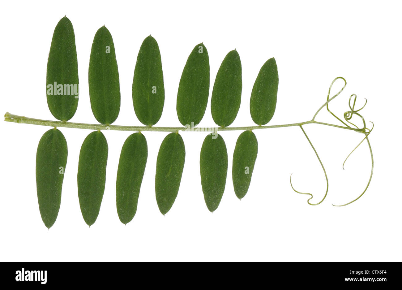 Vicia sepium VESCE BUSH (Fabaceae) Banque D'Images
