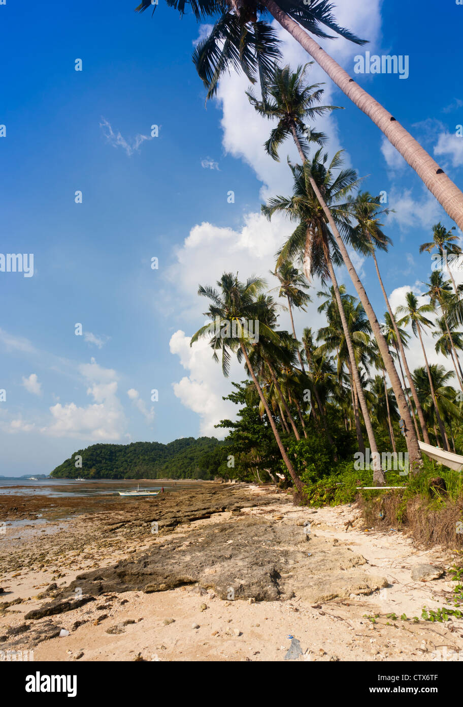 Paysage tropical de grands cocotiers Banque D'Images Paysage tropical de grands cocotiers Banque D'Images