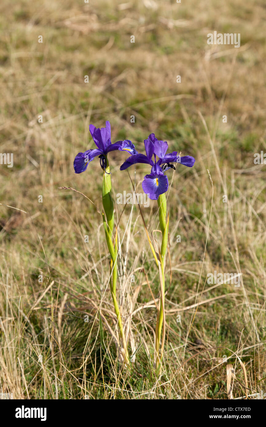 Iris Iris latifolia (Anglais), près de le Pic du Midi d'Ossau, dans le parc national des Pyrénées (Pyrénées occidentales - France). Banque D'Images