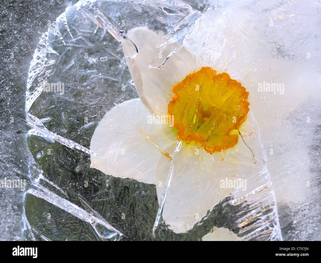 Belles fleurs de narcisses congelé. blossomsin le cube de glace Banque D'Images