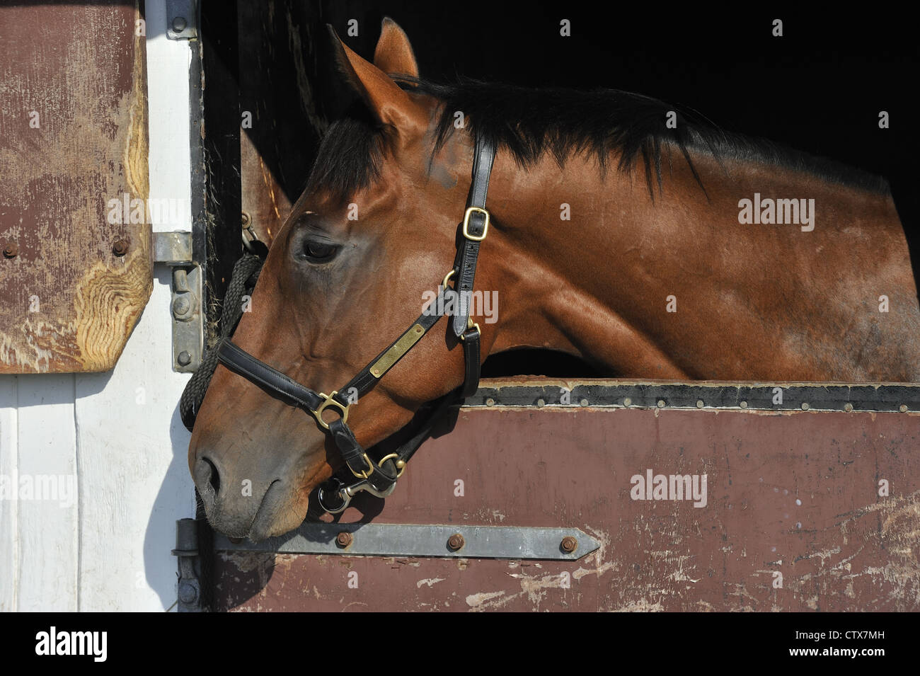 Un cheval dans son box Photo Stock - Alamy