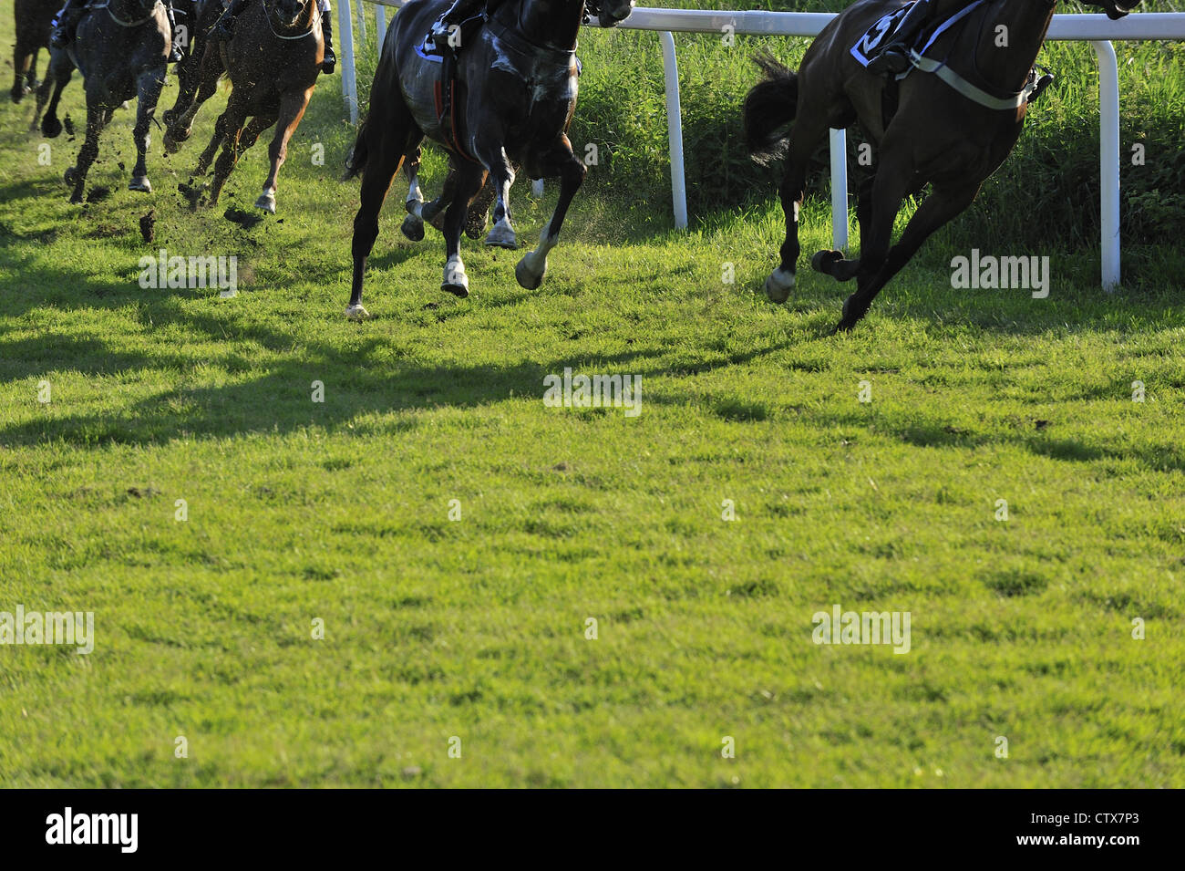 Course de chevaux montrant seulement leur partie inférieure du corps et les jambes Banque D'Images