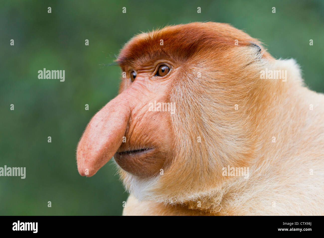 Homme singe Proboscis (Nasalis larvatus) Sabah Borneo en Asie. Banque D'Images