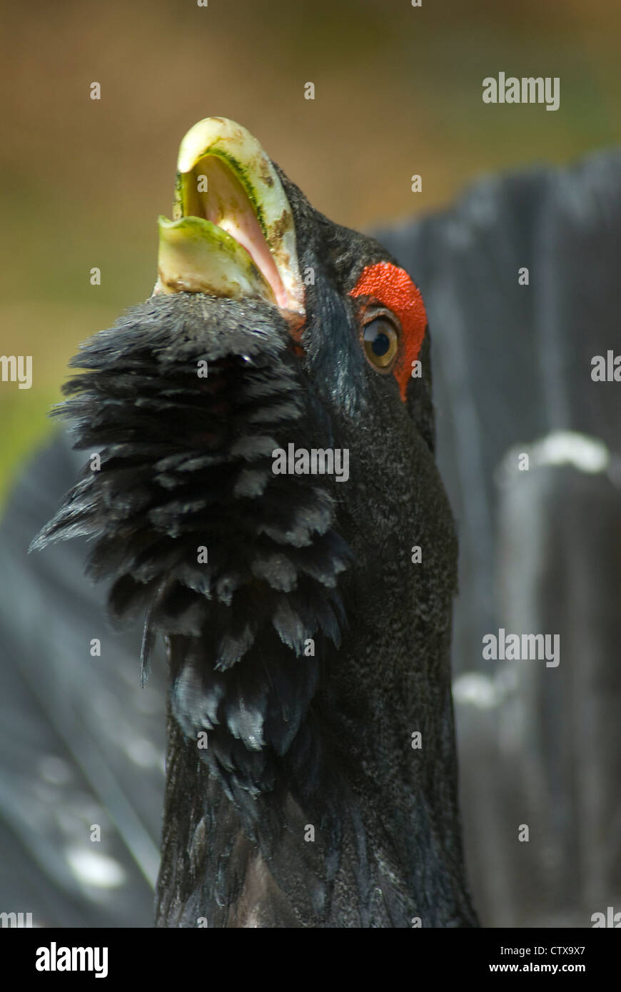 Grand Tétras (Tetrao urogallus mâle) à lek en Ecosse Banque D'Images