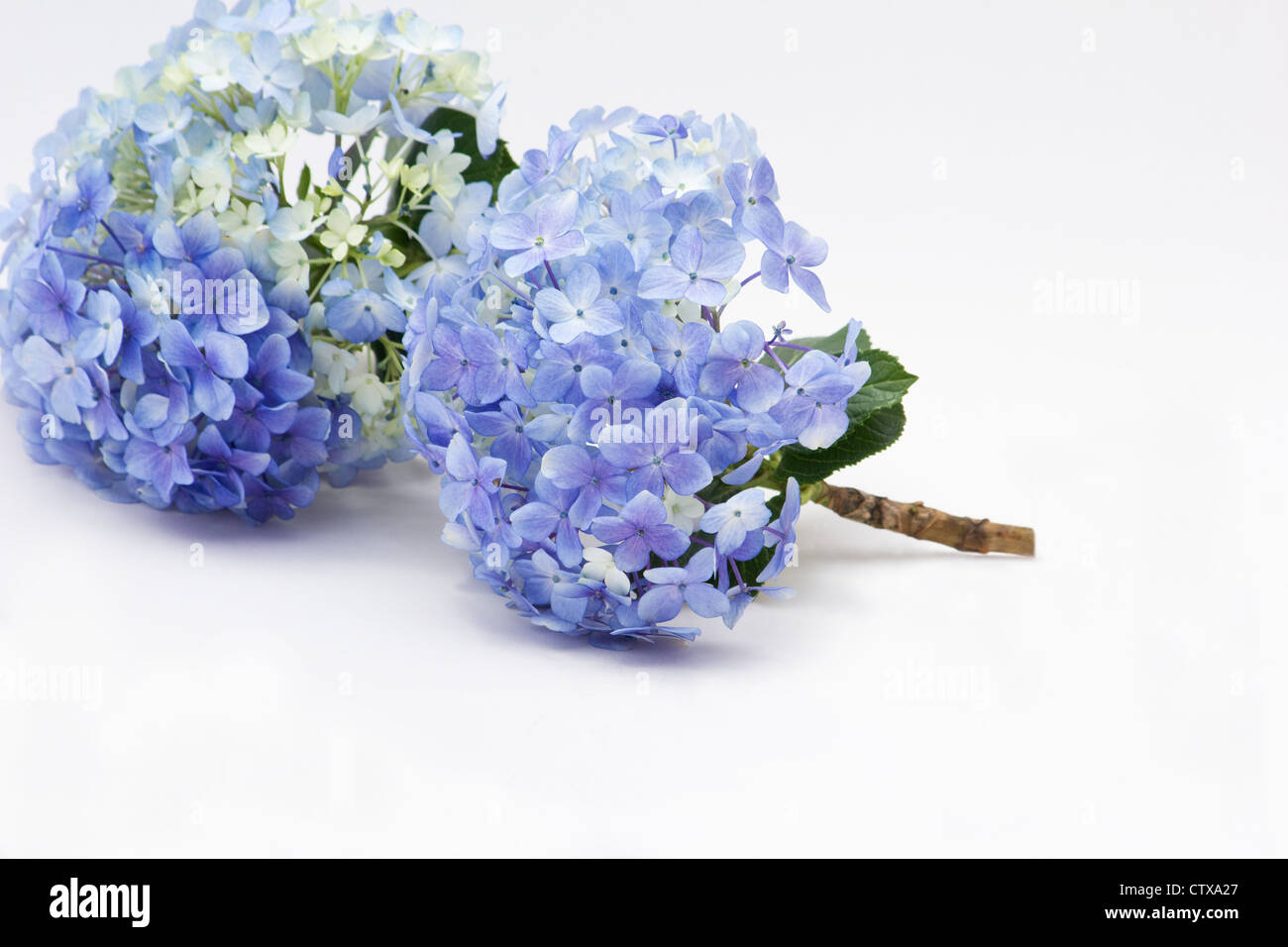 Hortensias bleus sur fond blanc Banque D'Images