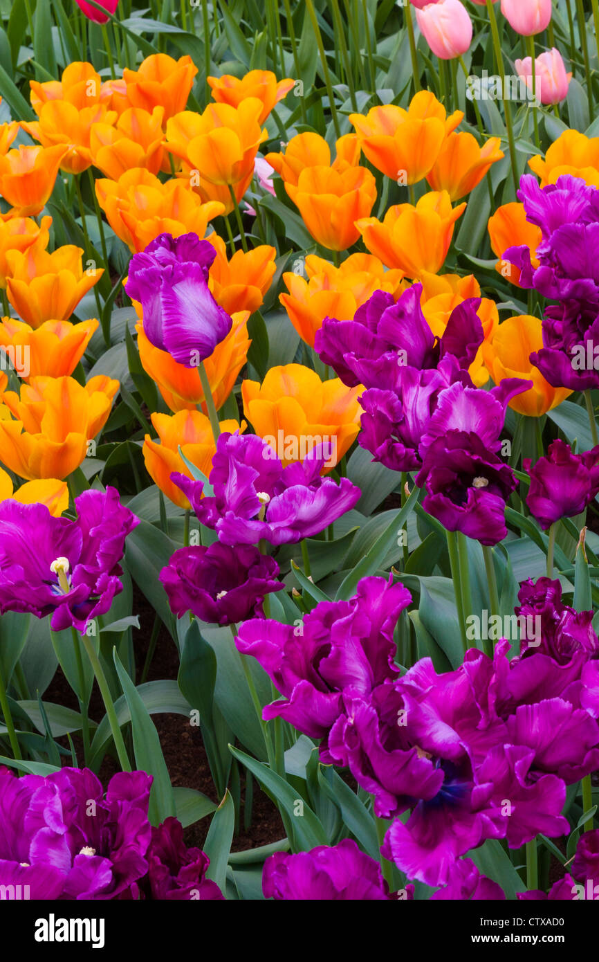 Parrot Tulip, Tulipa 'BLUE PARROT' et Triumph Tulip, Tulipa 'Veronique Sanson', aux jardins de Keukenhof aux pays-Bas. Banque D'Images