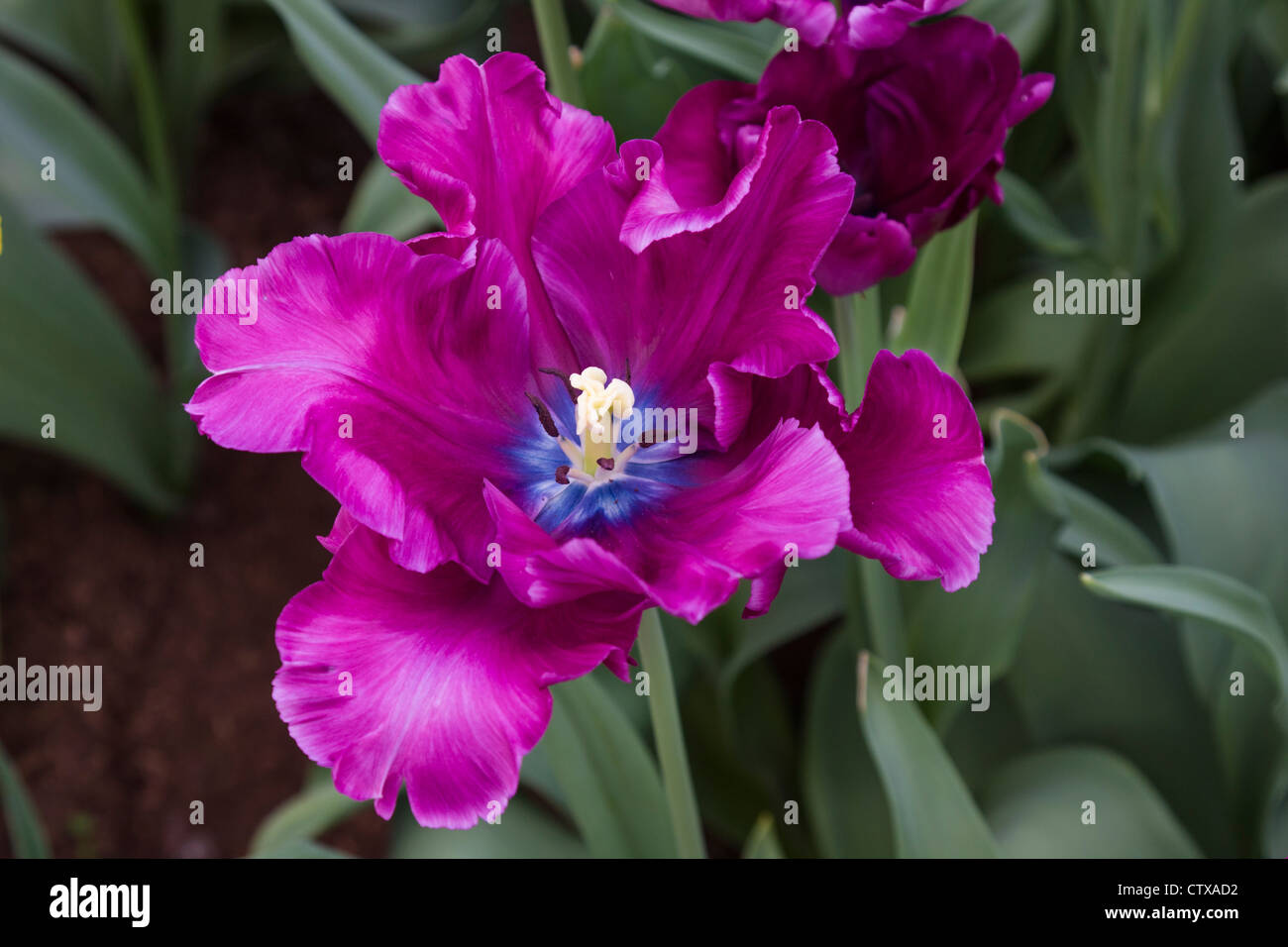 Parrot Tulip, Tulipa 'BLUE PARROT', dans les jardins de Keukenhof aux pays-Bas. Banque D'Images