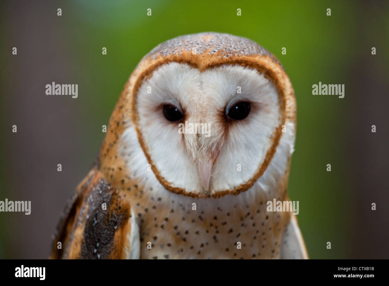 Une chouette effraie regarde directement dans la caméra. Banque D'Images
