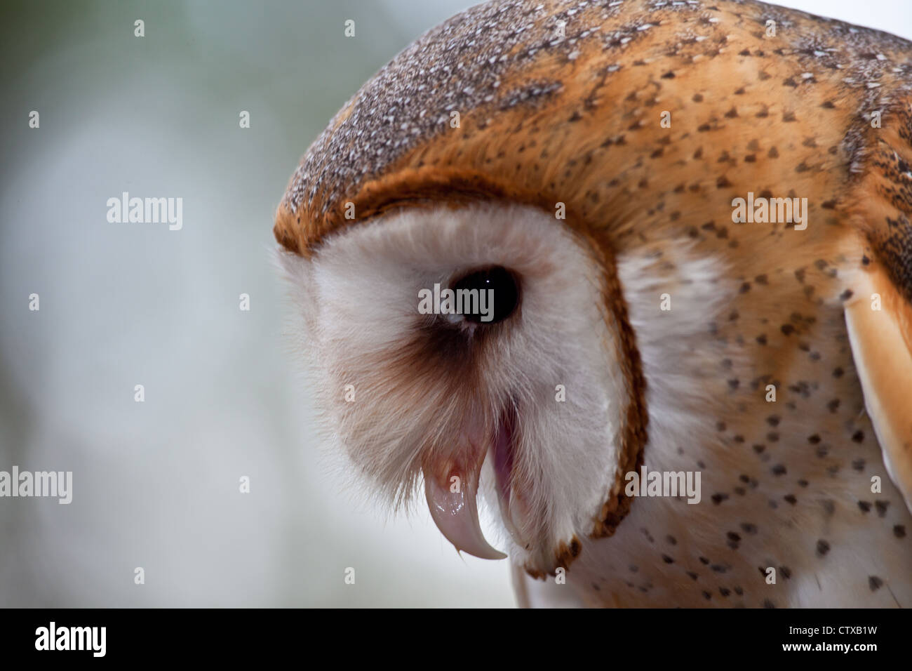 Une Effraie des clochers de l'Amérique du Nord à la recherche de proies. Banque D'Images