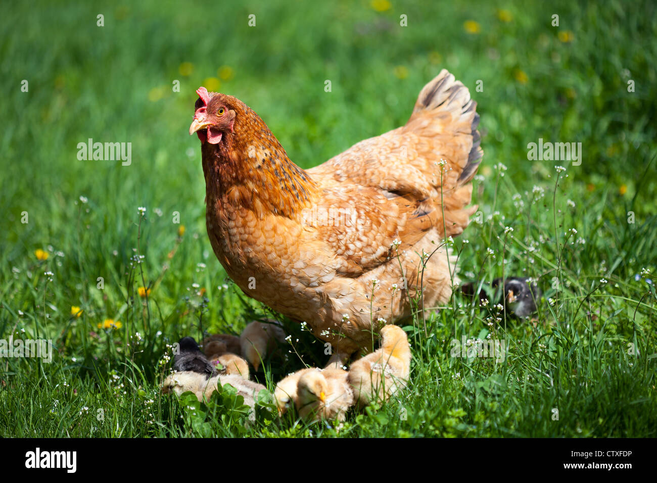 libre-d-une-m-re-poule-avec-ses-poussins-dans-l-herbe-photo-stock-alamy
