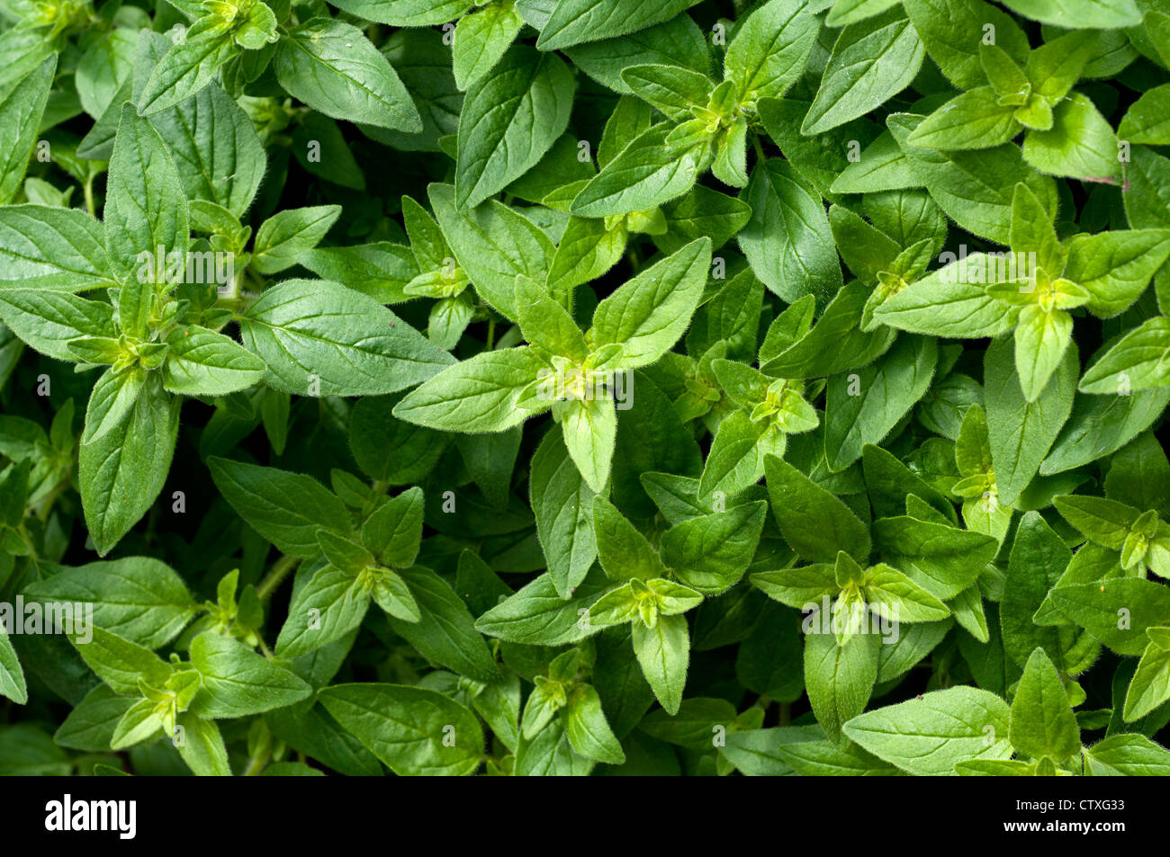 La marjolaine, l'Origanum majorana hortensis Marjolaine (ou) Banque D'Images