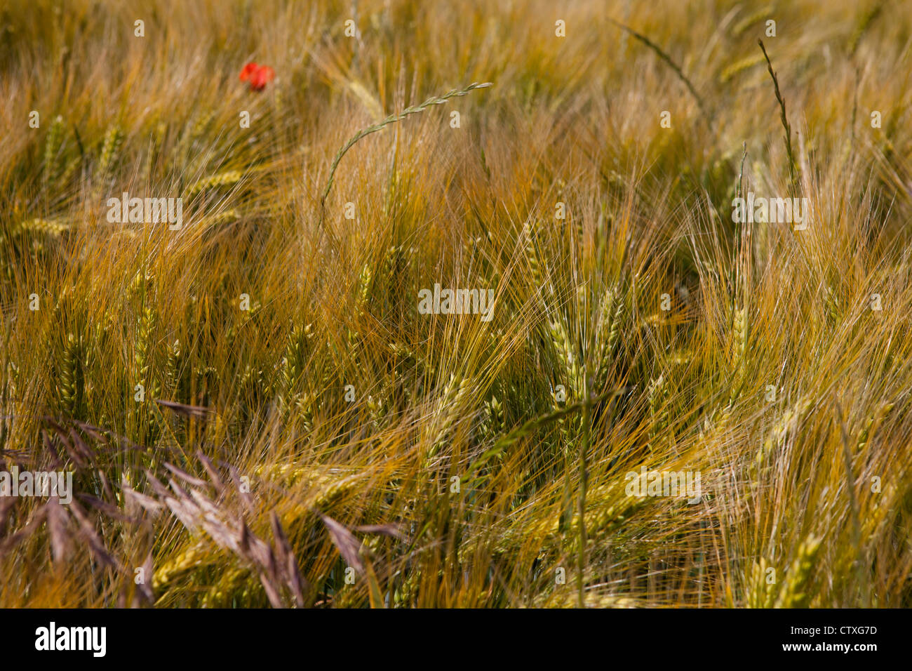 La production de céréales en France Banque D'Images