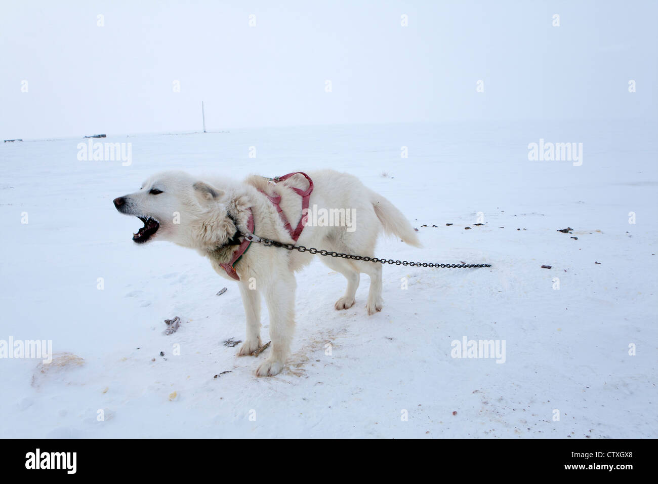 Luges sur le pôle nroth Banque D'Images