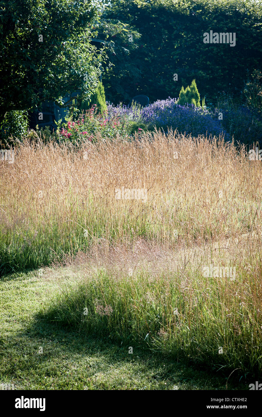 Herbe sauvage pelouse avec des chemins dans un jardin de campagne anglaise Banque D'Images