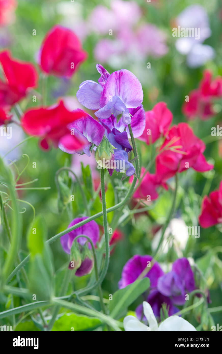Pois colorés de fleurs dans un jardin anglais Banque D'Images