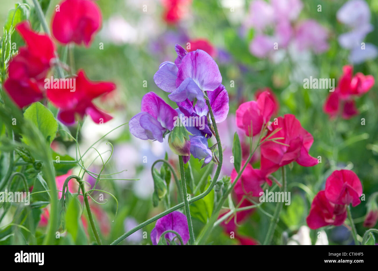 Pois colorés de fleurs dans un jardin anglais Banque D'Images