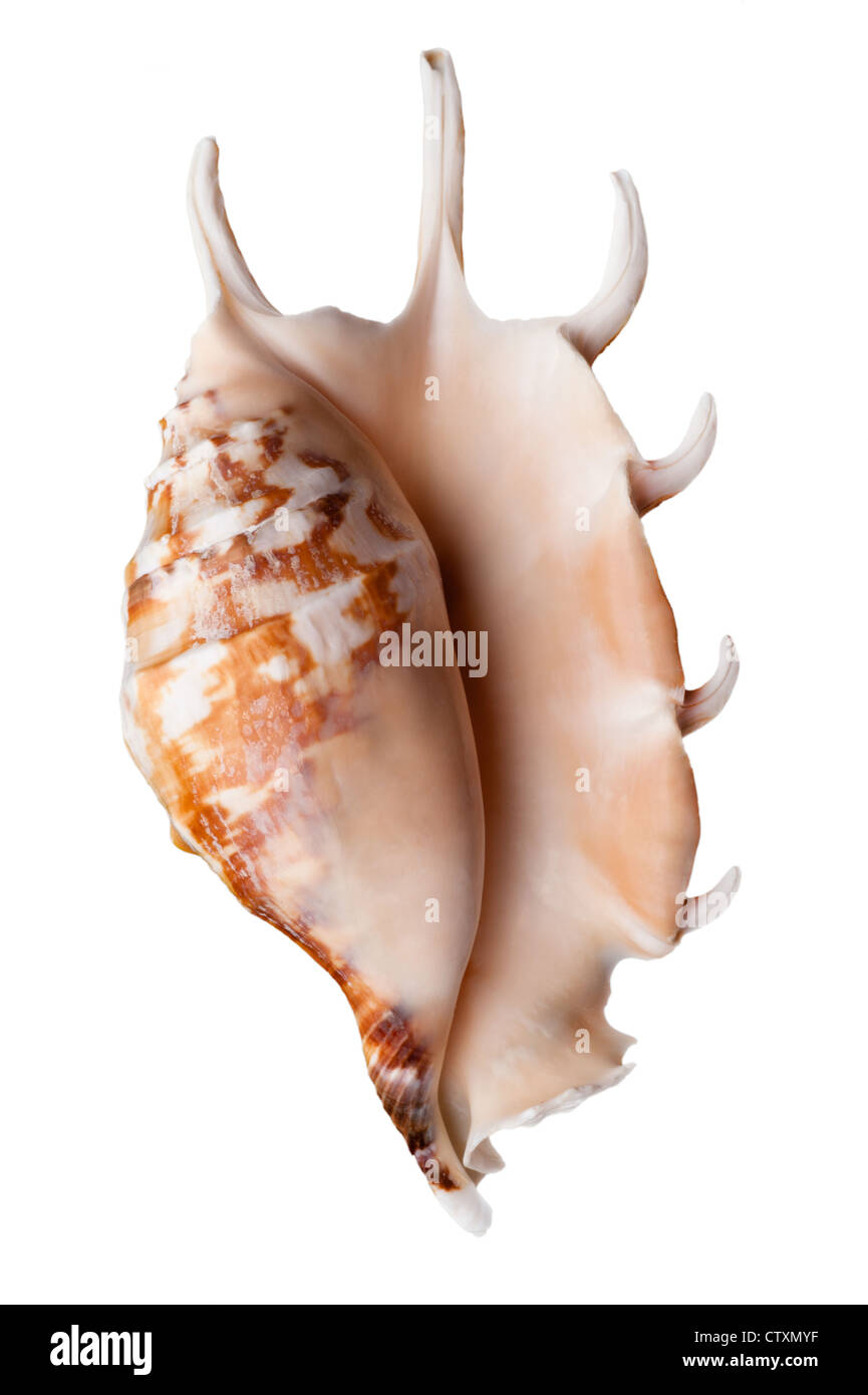 Sea Shell isolé sur fond blanc Banque D'Images