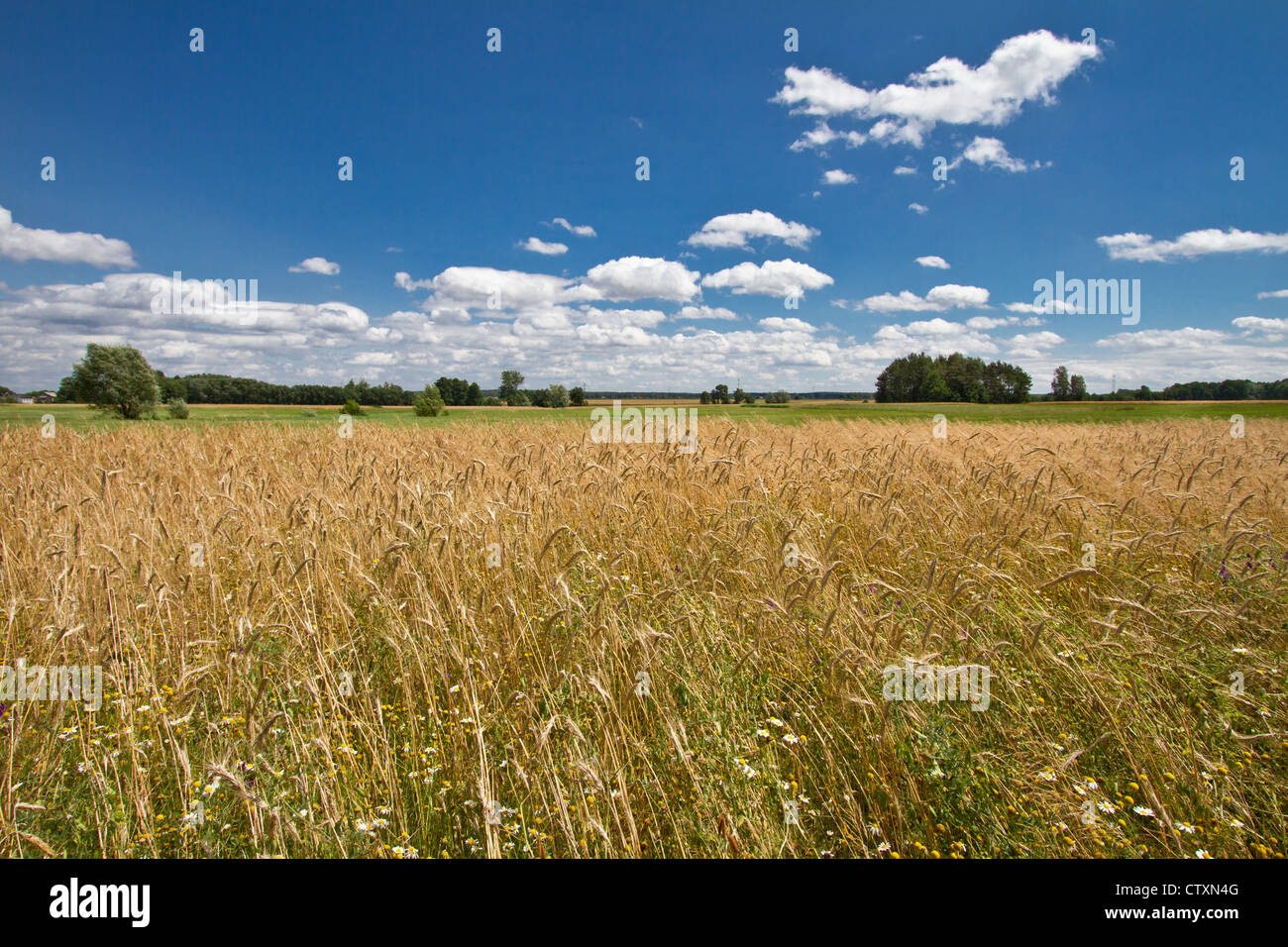 Domaine de cultures avec ciel bleu Banque D'Images