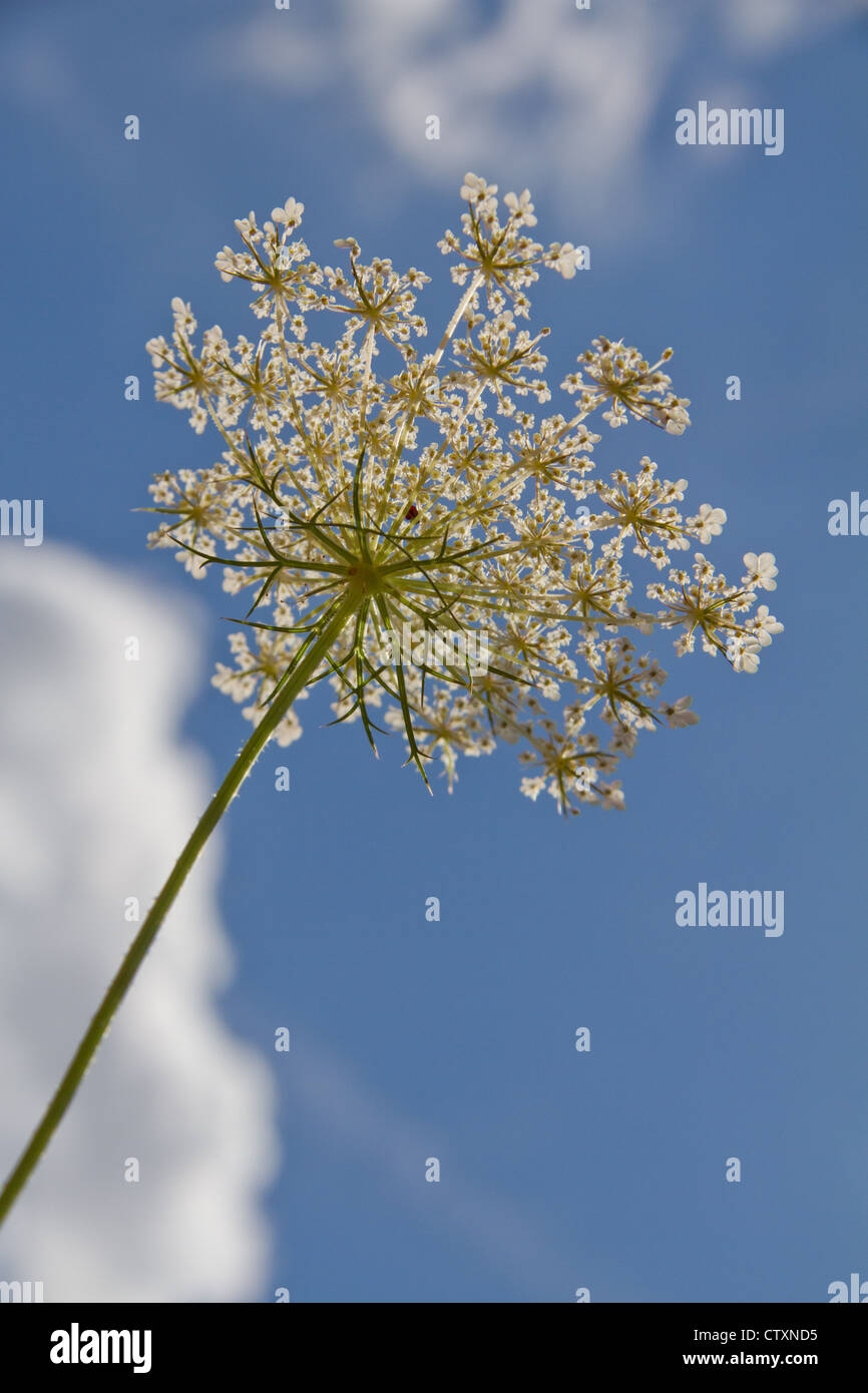 Fleurs des champs Sprinq dans le ciel bleu Banque D'Images