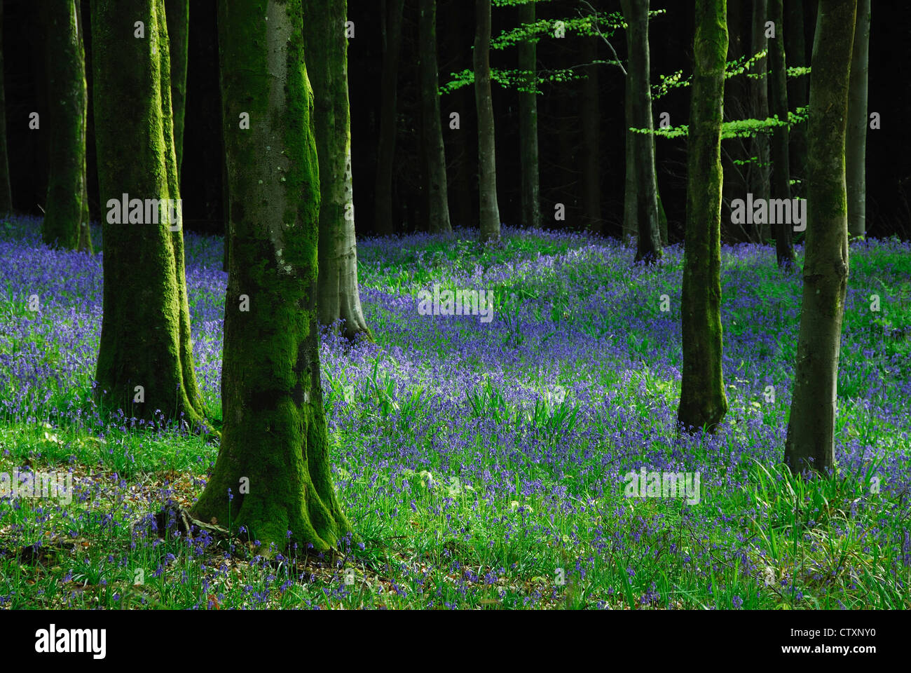 Vue d'un bois bluebell Dorset UK Banque D'Images