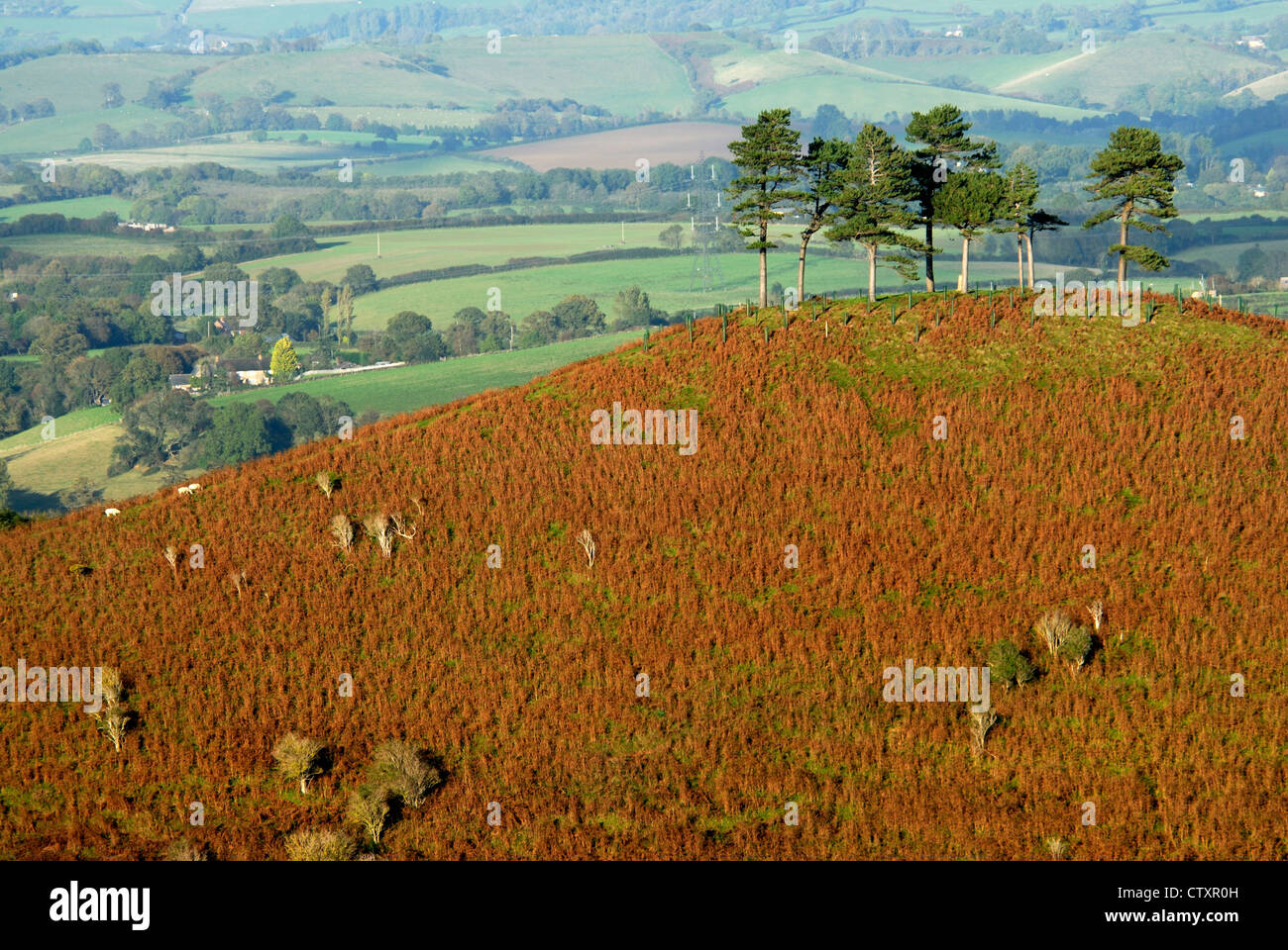 Une vue de Colmers Hill Bridport Dorset UK Banque D'Images