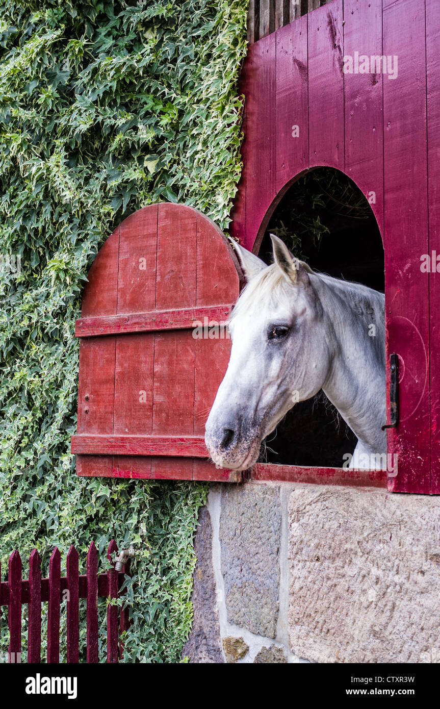 Cheval photo incroyable avec beaucoup de couleurs et de lumière Banque D'Images