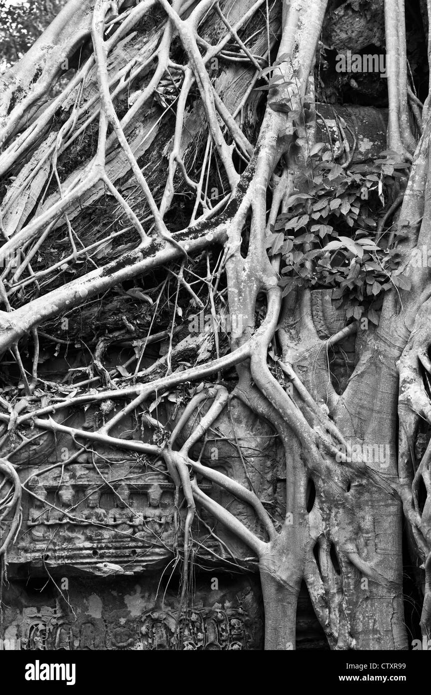 Strangler fig et soie-coton les racines des arbres autour de la 'Tomb Raider' porte, Ta Prohm Temple, Angkor, Cambodge Banque D'Images