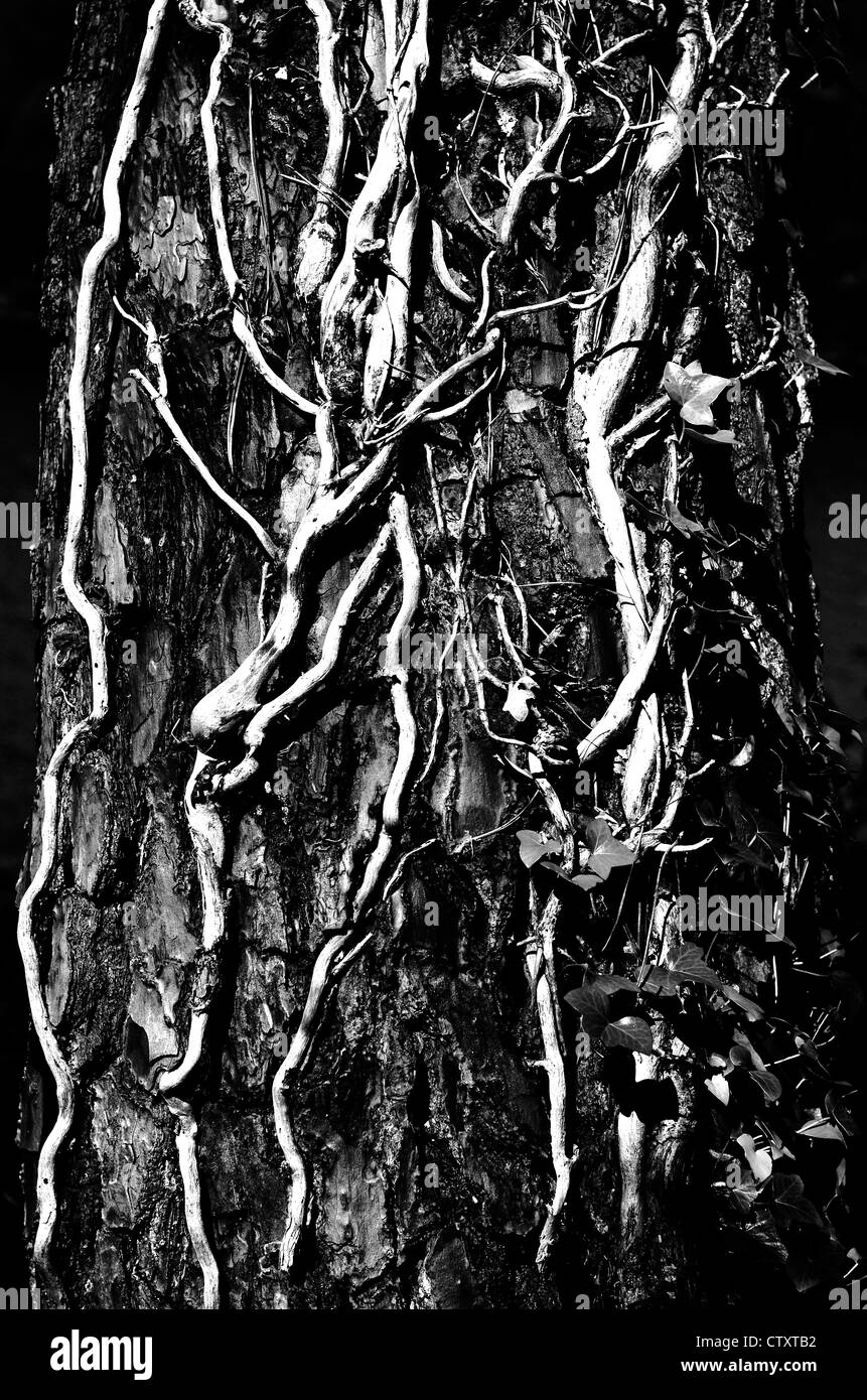 tronc d’arbre Banque D'Images