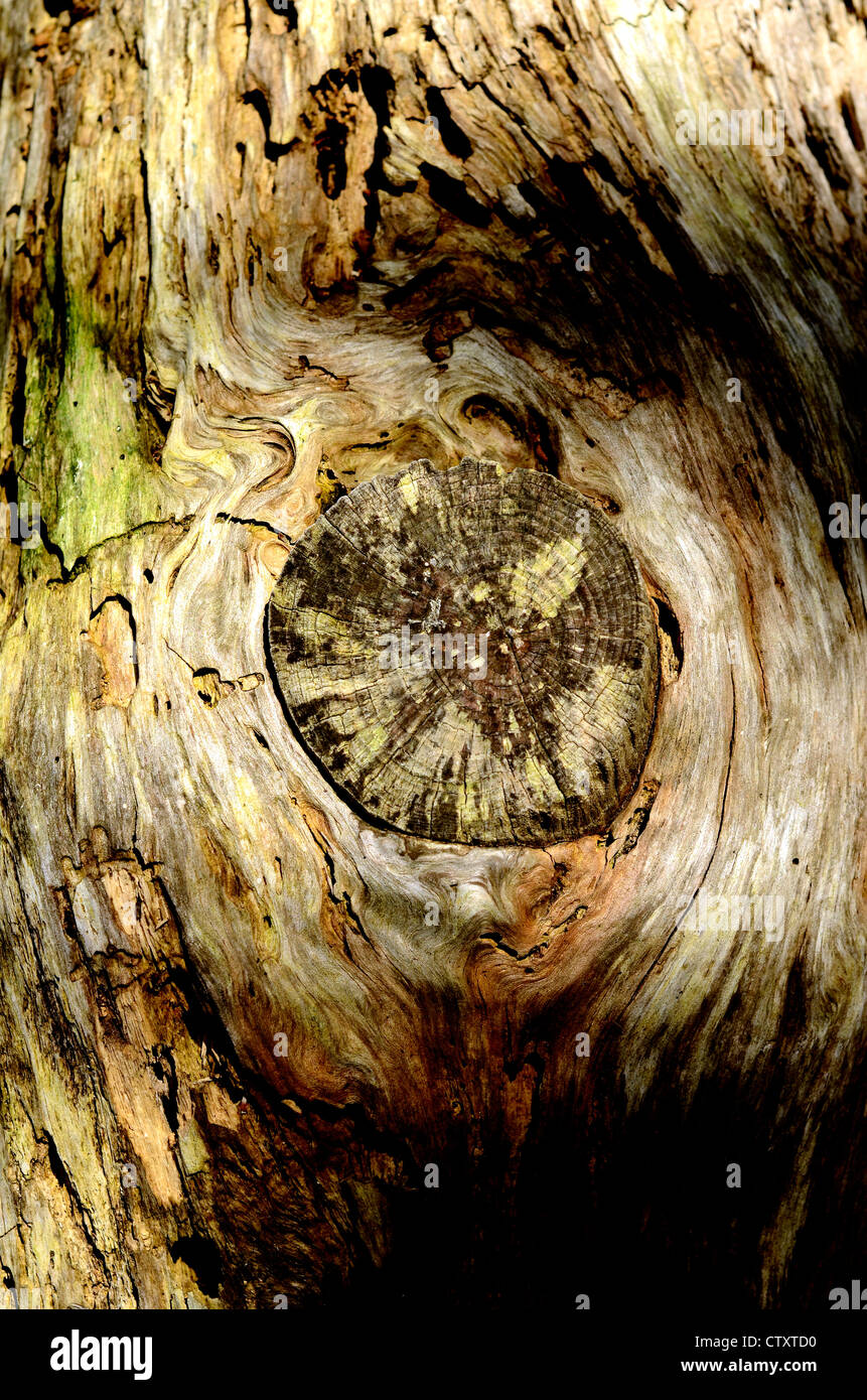 tronc d’arbre Banque D'Images