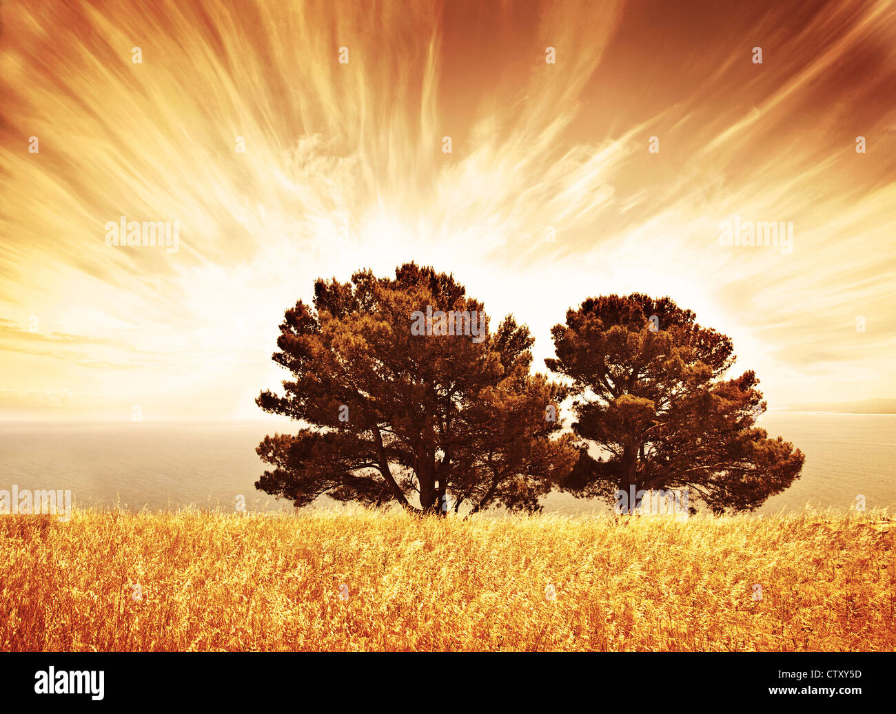 Seuls les vieux arbres, automne fond grunge, orange soleil, grand arbre de chêne sec sur champ de blé au coucher du soleil, vue de l'Afrique du Sud Banque D'Images