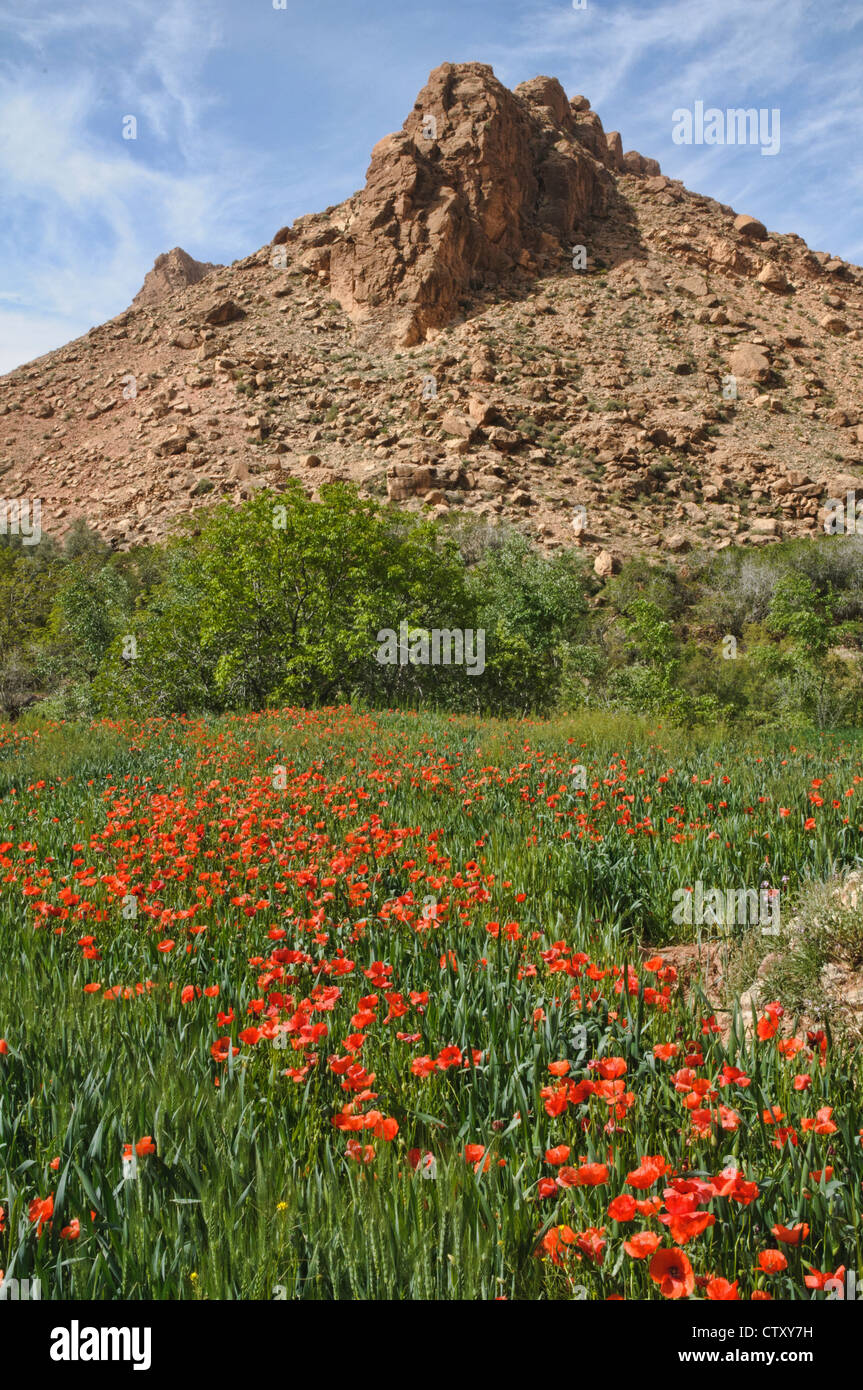 Des champs de pavot dans le sud de l'Atlas, Maroc Banque D'Images