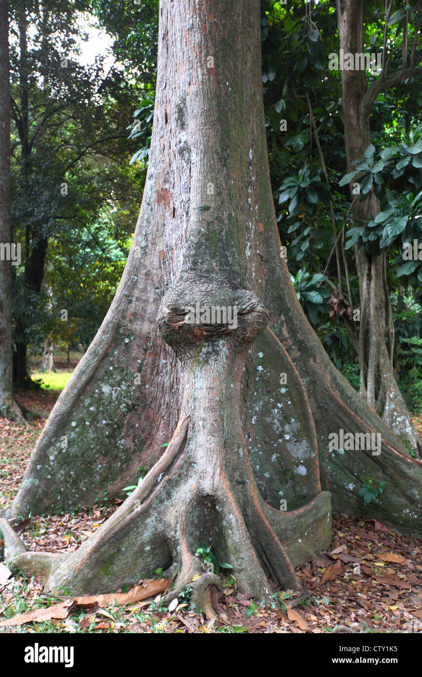 Java, Indonésie, Bogor, jardins botaniques, jardin du palais présidentiel Banque D'Images