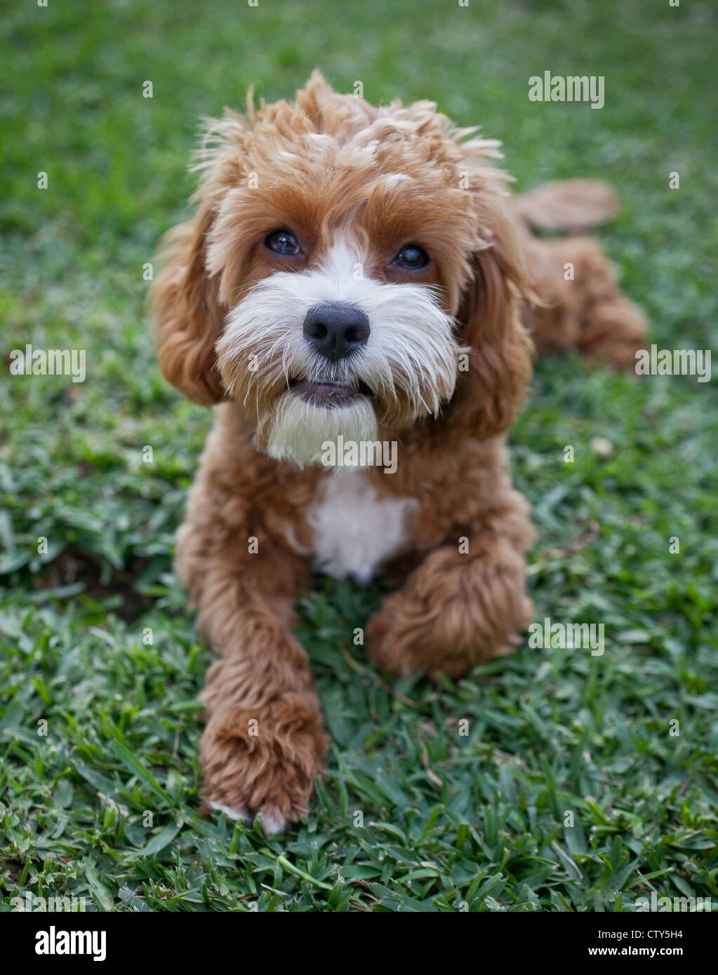 Spoodle Banque D'Images