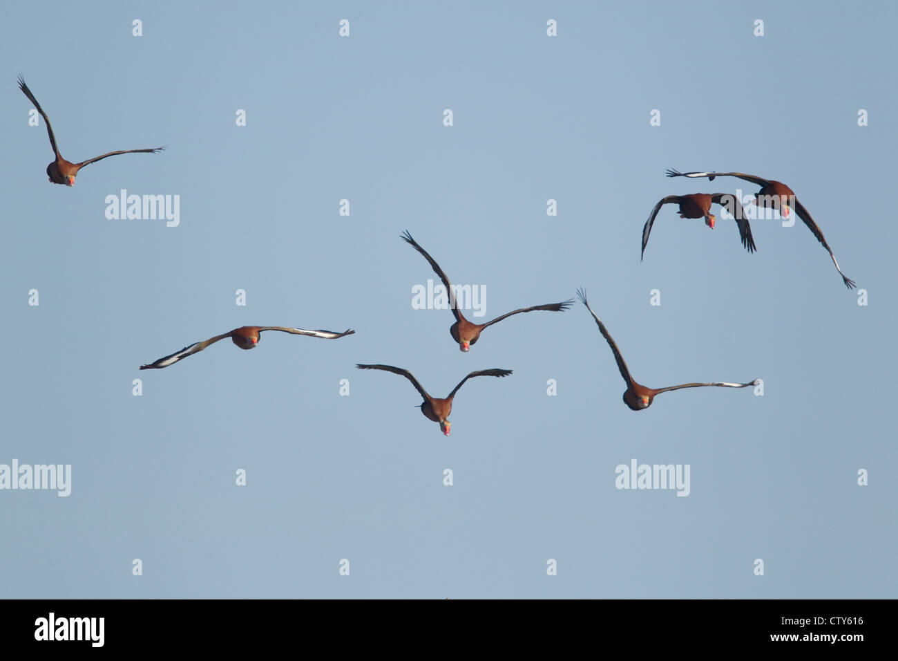 Black-bellied whistling duck - Dendrocygna autumnalis en vol South Padre Island, Texas USA BI022786 Banque D'Images