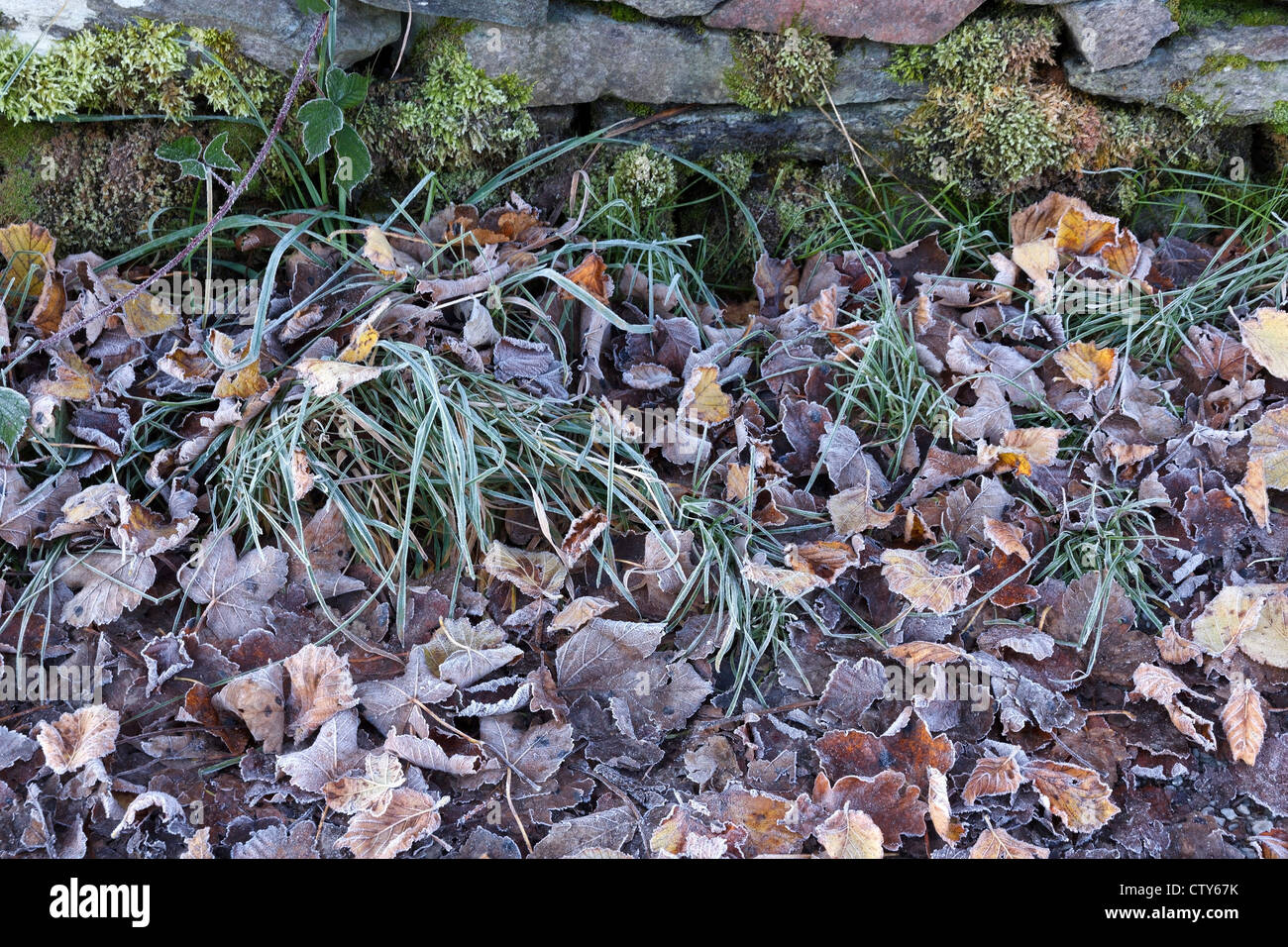 Les feuilles et l'herbe givrée d'ardoise moussu par mur en pierre. Banque D'Images
