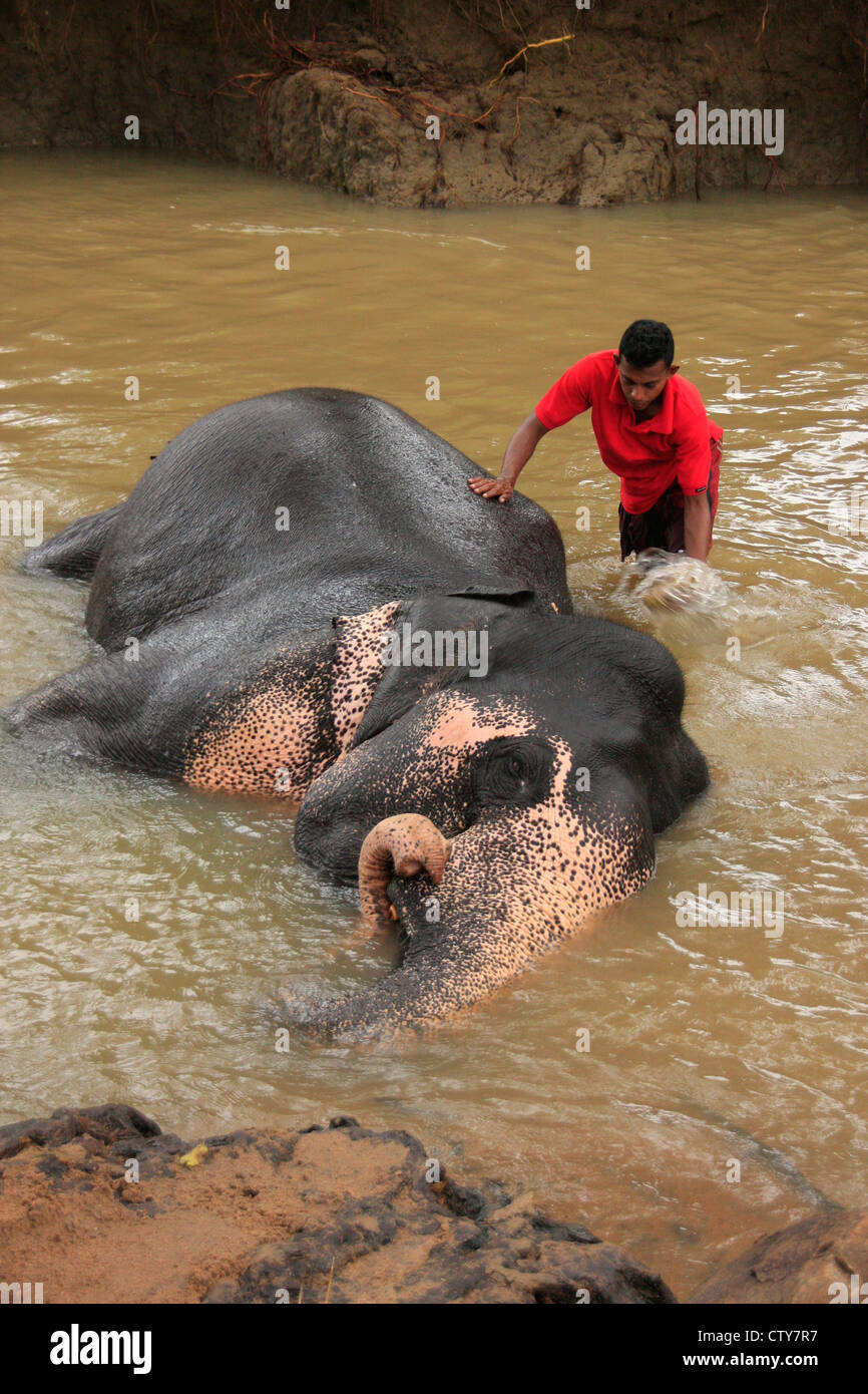 Echelle de l'homme un éléphant, Sri Lanka Banque D'Images