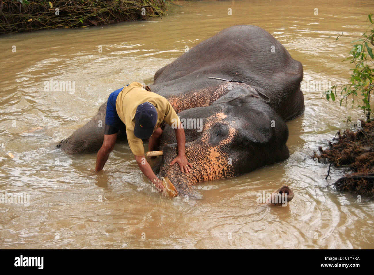 Echelle de l'homme un éléphant, Sri Lanka Banque D'Images