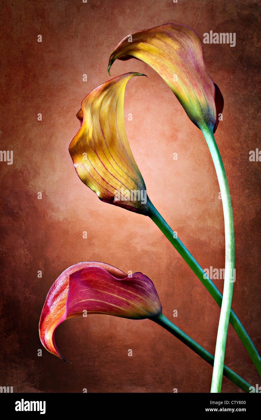 Zantedeschia aethiopica calla lily, fleur en frot de bachground rouge Banque D'Images