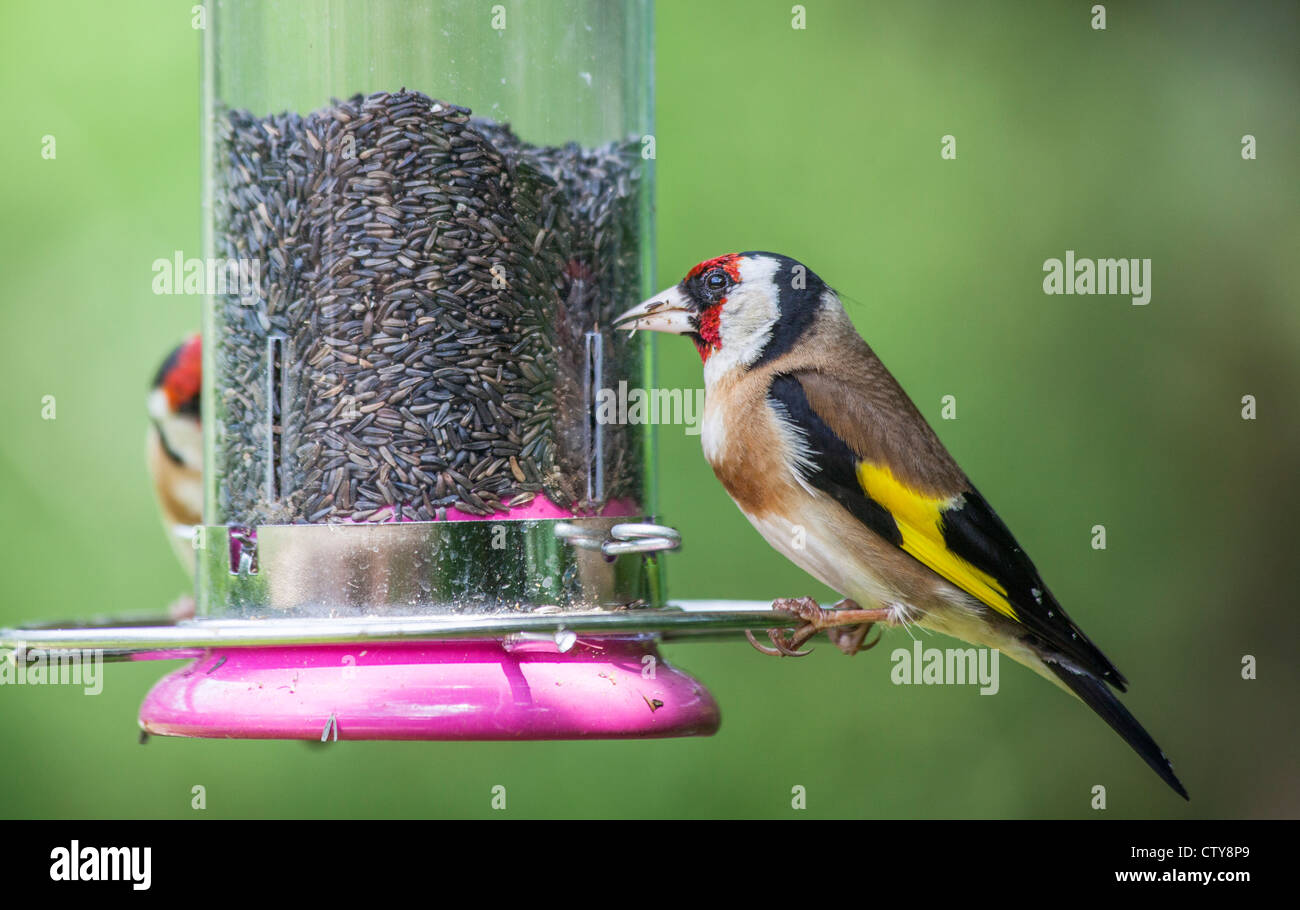 Petit mâle coloré Goldfinch européen (Carduelis carduelis) se nourrissant au mangeoire rempli de graines du niger (deuxième oiseau en arrière-plan) (résident natif) Banque D'Images