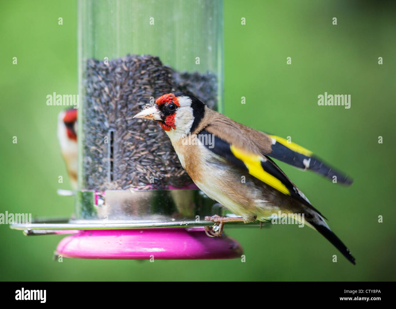 Petit mâle coloré Goldfinch européen (Carduelis carduelis) se nourrissant au mangeoire rempli de graines du niger (deuxième oiseau en arrière-plan) (résident natif) Banque D'Images