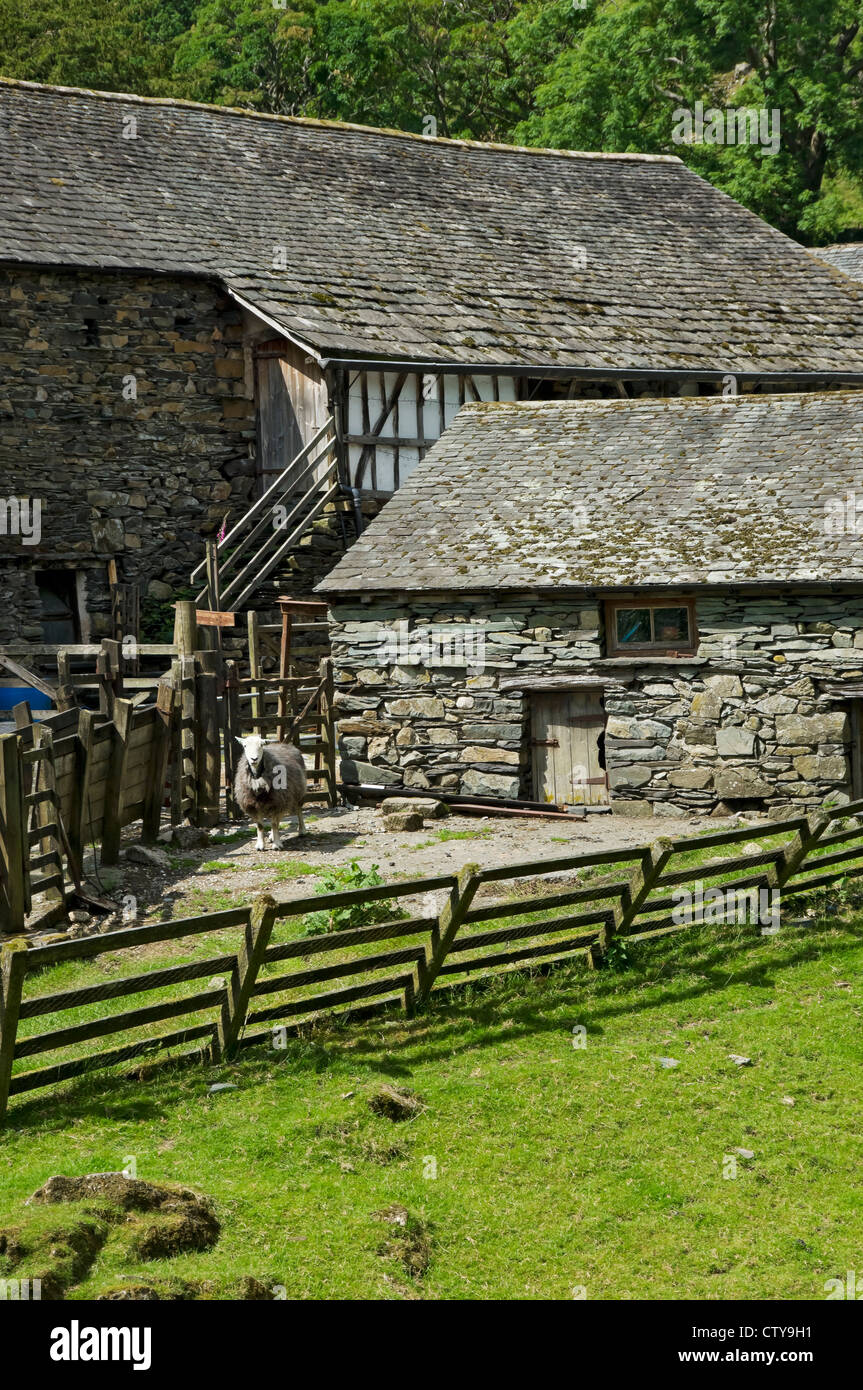 Moutons dans un enclos à Yew Tree Farm en été (Une fois possédé par Beatrix Potter) Près de Coniston Cumbria Angleterre Royaume-Uni GB Grande-Bretagne Banque D'Images