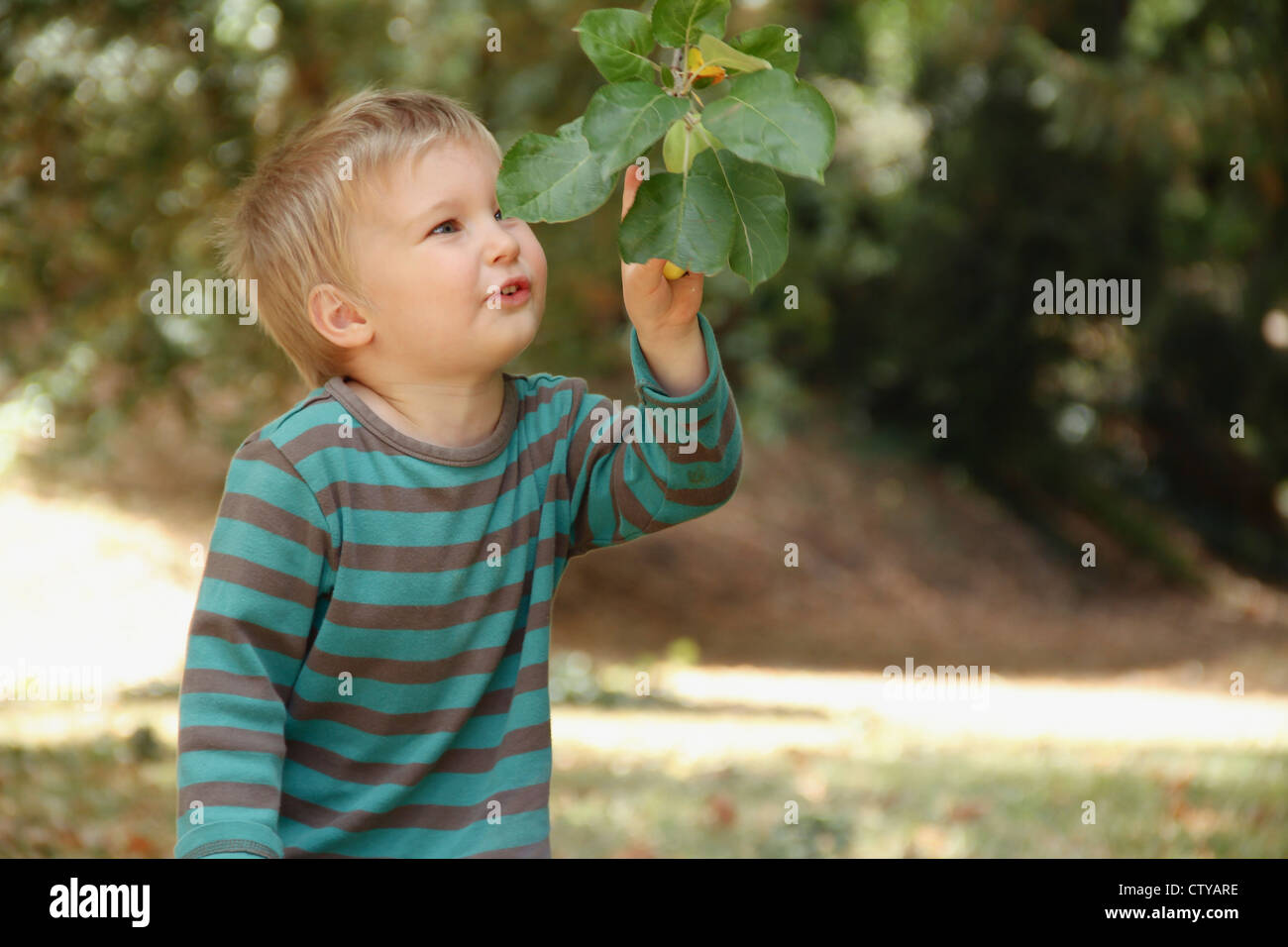 Jeune garçon à la recherche de feuilles sur arbre. Banque D'Images