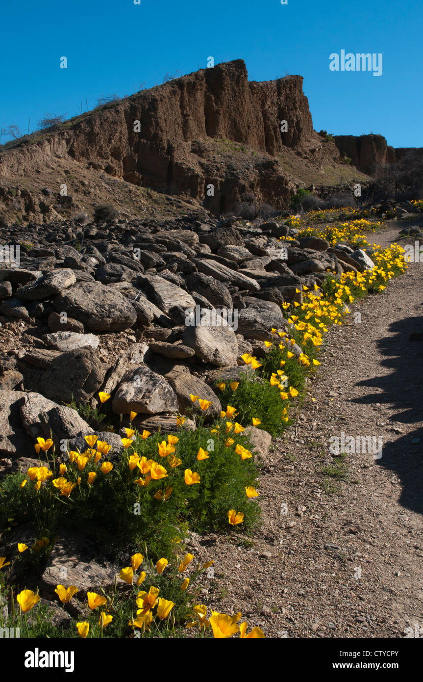 Pavot de Californie, fleurs d'Amérique du Nord, est la floraison dans les vestiges de la ruée vers l'or des années 1860 à Bannockburn. Banque D'Images