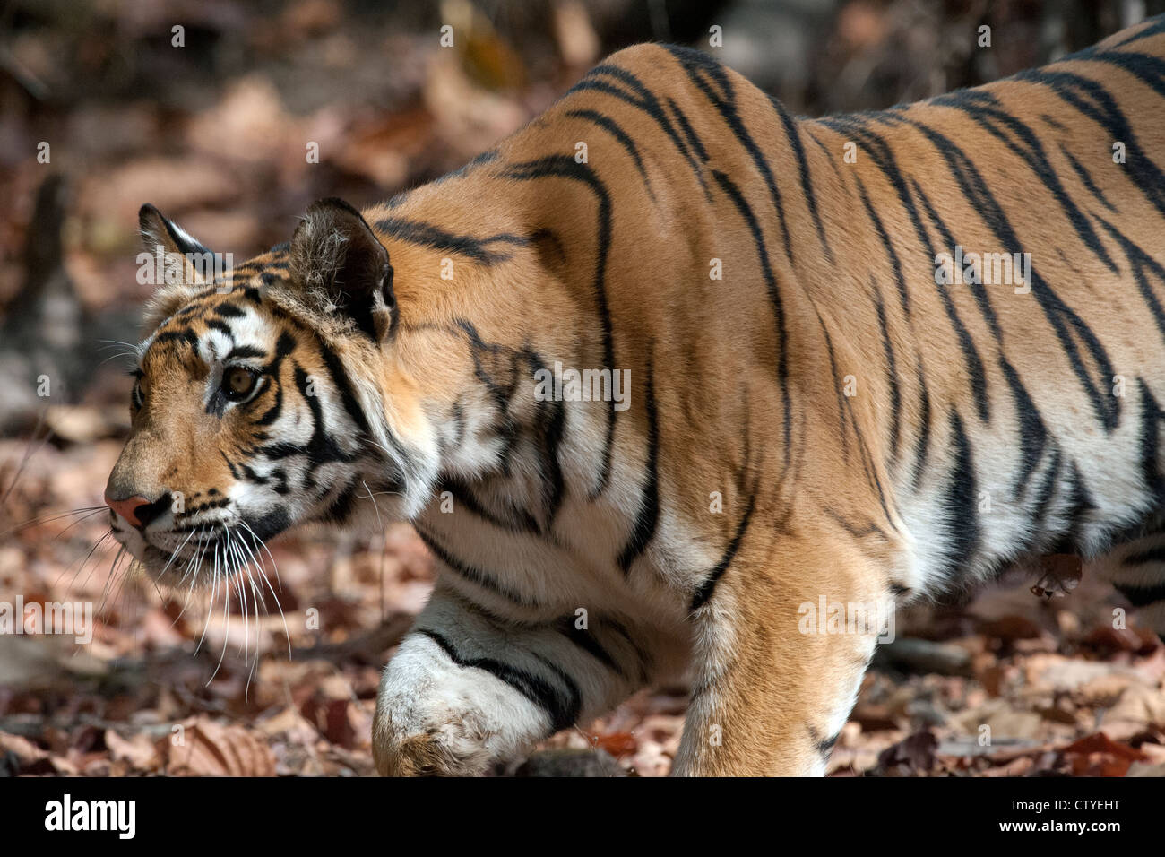 Tigre du Bengale traquant un spotted deer Banque D'Images